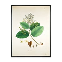 DesignArt 'Drevni botanicals iii' Farmhouse uokvirena platna zidna umjetnička tiska