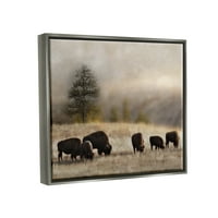 Stupell Industries ispaša bizona ruralna travnjaka livada Panoramska scena fotografija sjajna siva plutajuća uokvirena