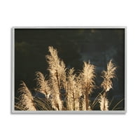 _ Pampas trava obasjana mjesečinom, seoska trska, botaničke biljke, fotografija u sivom okviru, zidni tisak, dizajn