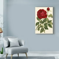 Zaštitni znak likovna umjetnost 'Veličanstvena ruža IV' platno umjetnost od Vanhoutte