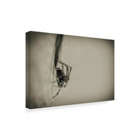 Zaštitni znak likovne umjetnosti 'Spider 1' platna umjetnost Pixie Pics